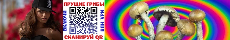 закладки  Котельниково  omg зеркало  Галлюциногенные грибы Psilocybine cubensis 